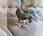 Small Photo #4 French Bulldog Puppy For Sale in POMPANO BEACH, FL, USA