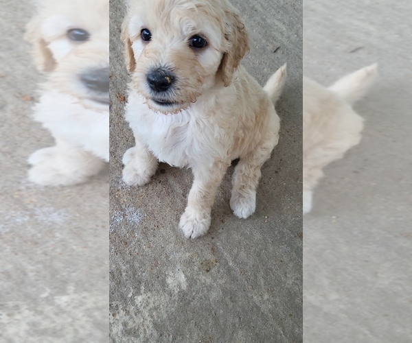 Medium Photo #1 Goldendoodle Puppy For Sale in WATERLOO, IL, USA