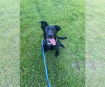 Small #2 Mutt