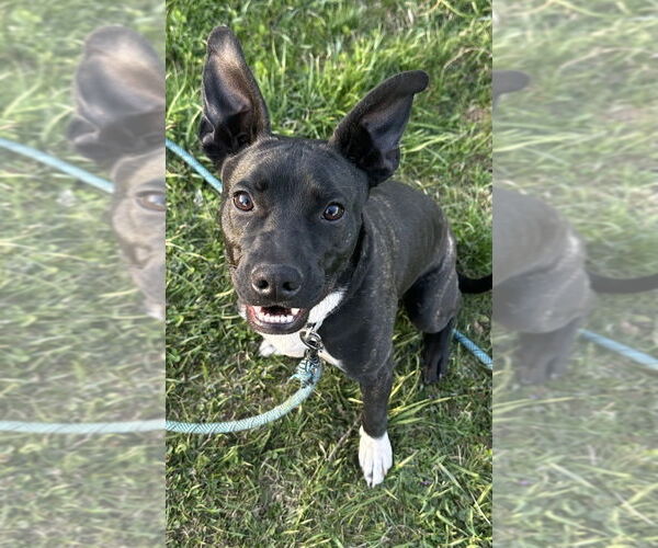 Medium Photo #14 Boston Terrier-Unknown Mix Puppy For Sale in Brewster, NY, USA