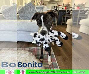 American Staffordshire Terrier-Catahoula Leopard Dog Mix Dogs for adoption in Pensacola, FL, USA