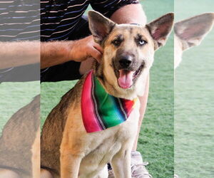 Siberian Husky-Unknown Mix Dogs for adoption in phoenix, AZ, USA