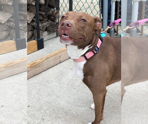 Reese - Female Mutt Dog for Adoption - Photo #6