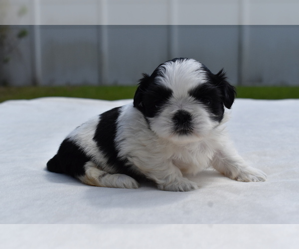 Medium Photo #4 Shih Tzu Puppy For Sale in PALM COAST, FL, USA
