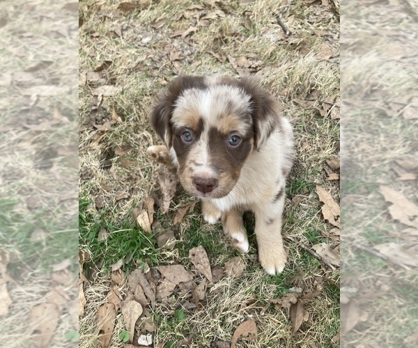 Medium Photo #1 Australian Shepherd Puppy For Sale in MIDLAND, GA, USA