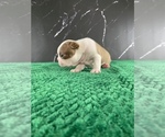 Small Photo #128 Boston Terrier Puppy For Sale in TULARE, CA, USA
