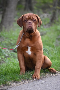 Medium Photo #1 Dogue de Bordeaux Puppy For Sale in DRESDEN, OH, USA