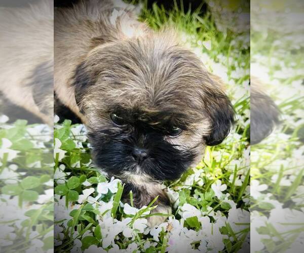 Medium Photo #4 Shih Tzu Puppy For Sale in MC KEE, KY, USA