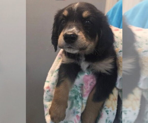 Medium Photo #2 Labrottie Puppy For Sale in Foristell, MO, USA