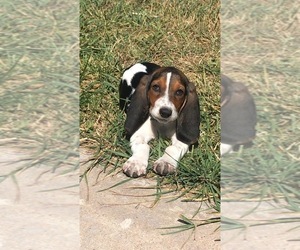 Basset Hound Puppy for sale in CHEYENNE, WY, USA