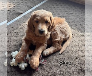 Labradoodle Puppy for sale in SIMPSONVILLE, KY, USA