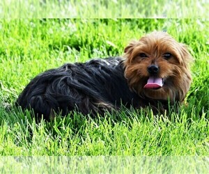 Mother of the Morkie puppies born on 01/02/2025