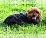 Small Photo #1 Morkie Puppy For Sale in ROCK VALLEY, IA, USA