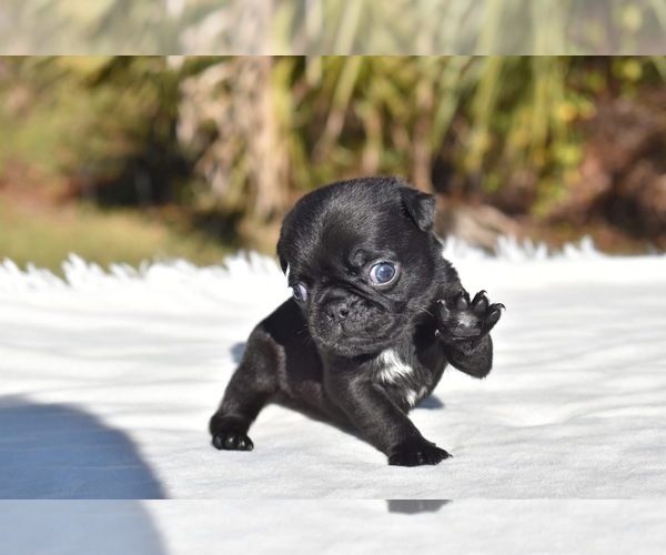 Medium Photo #1 Pug Puppy For Sale in PALM COAST, FL, USA