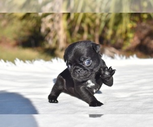 Pug Puppy for sale in PALM COAST, FL, USA