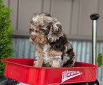 Small #1 Cockapoo (Miniature)