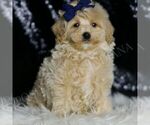 Puppy Baxter Maltipoo (Miniature)