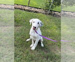 Small #3 Labrador Retriever Mix