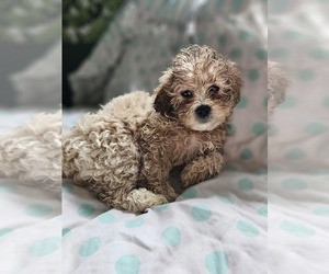 Cockapoo-ShihPoo Mix Puppy for sale in LOWELL, MA, USA