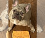 Small Photo #1 French Bulldog Puppy For Sale in BLUFF PARK, AL, USA