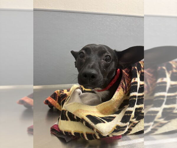 Medium Photo #1 Chihuahua-Unknown Mix Puppy For Sale in Las Vegas, NV, USA