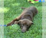 Small #1 Labrador Retriever Mix