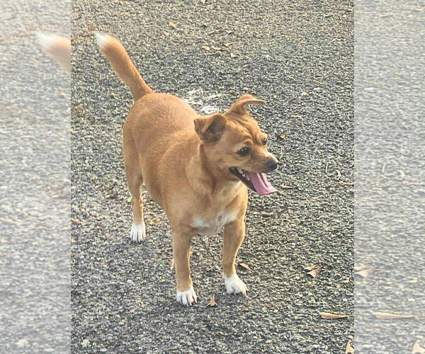Medium Photo #2 Mutt Puppy For Sale in Gulfport, MI, USA