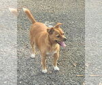 Small #1 Mutt