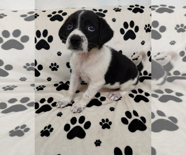 Medium Photo #1 Beagle Puppy For Sale in York, SC, USA