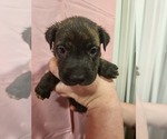 Puppy Candy Boxer-Chinese Shar-Pei Mix