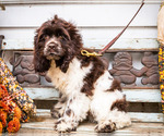 Puppy 1 Cocker Spaniel