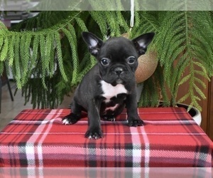 Faux Frenchbo Bulldog Puppy for sale in MILLERSBURG, OH, USA