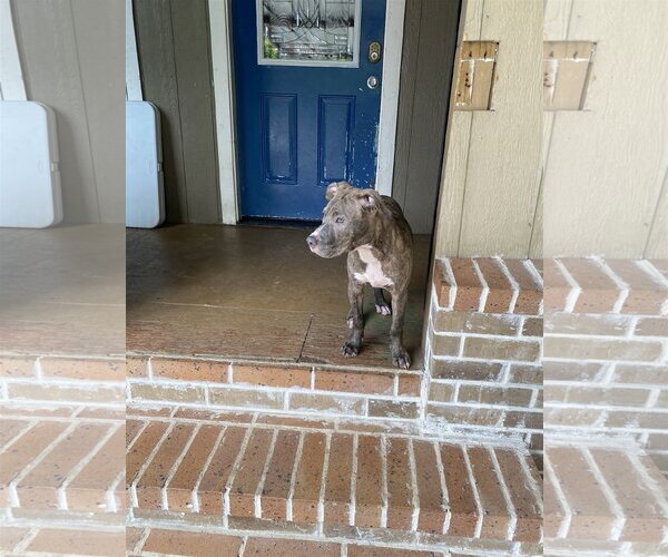 Medium Photo #3 Staffordshire Bull Terrier-Unknown Mix Puppy For Sale in Spring, TX, USA