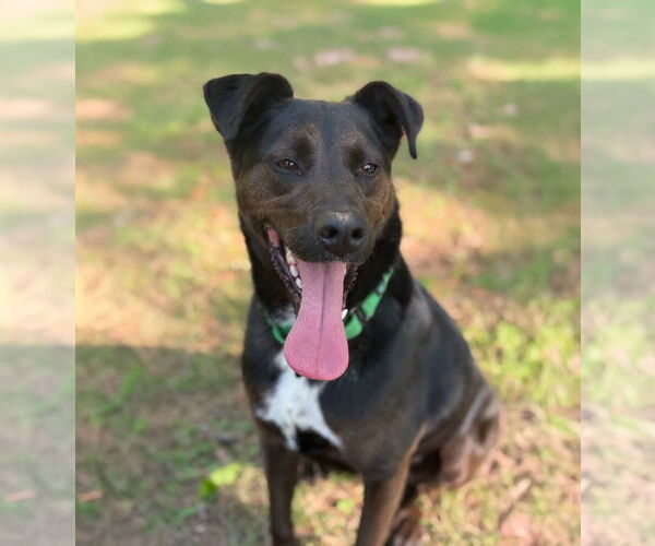 Medium Photo #2 Labrador Retriever-Unknown Mix Puppy For Sale in Forest, VA, USA