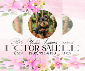 Yorkshire Terrier Puppy for sale in LA PLATA, MD, USA