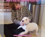 Small Photo #135 Dogo Argentino Puppy For Sale in PINEVILLE, MO, USA