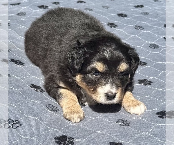 Medium Photo #7 Australian Shepherd Puppy For Sale in SALISBURY, NC, USA