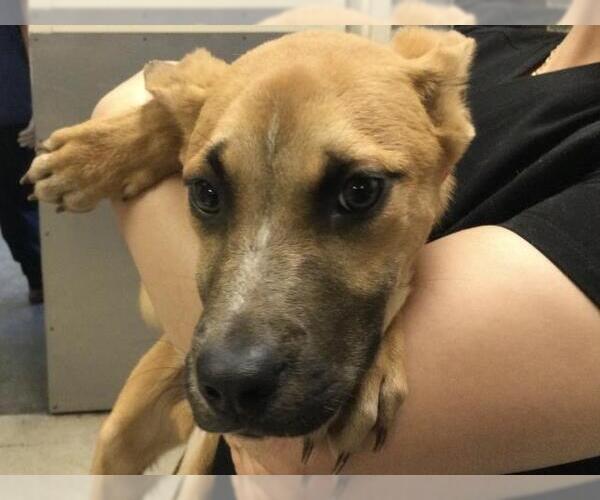 Medium Photo #1 Mutt Puppy For Sale in Riverside, CA, USA