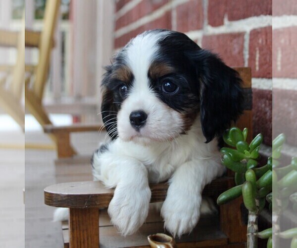 Medium Photo #6 Cavalier King Charles Spaniel Puppy For Sale in LANCASTER, PA, USA