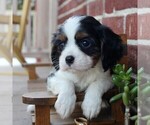 Small Photo #6 Cavalier King Charles Spaniel Puppy For Sale in LANCASTER, PA, USA