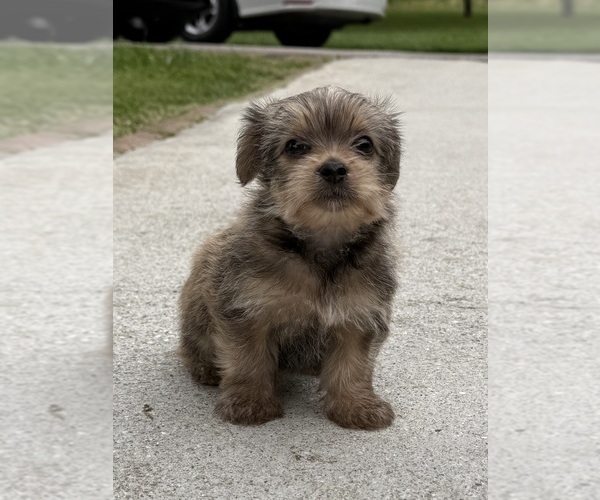 Medium Photo #14 Yorkshire Terrier Puppy For Sale in NEWTON, NC, USA