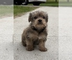 Small #13 Yorkshire Terrier
