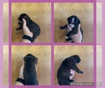 Puppy Purple Boxer
