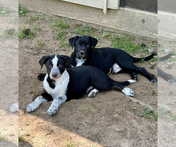 Medium Photo #2 Borador Puppy For Sale in Texarkana, TX, USA