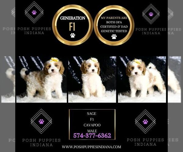 Medium Photo #3 Cavapoo Puppy For Sale in WARSAW, IN, USA
