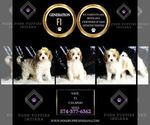 Small #2 Cavapoo