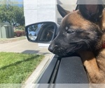 Small Photo #8 Belgian Malinois Puppy For Sale in ELK GROVE, CA, USA