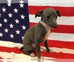 Small Photo #4 Italian Greyhound Puppy For Sale in LAS VEGAS, NV, USA