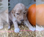 Small Photo #4 Bordoodle-Poodle (Standard) Mix Puppy For Sale in HUNTINGDON VALLEY, PA, USA