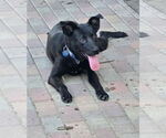 Small #7 Retriever  Mix